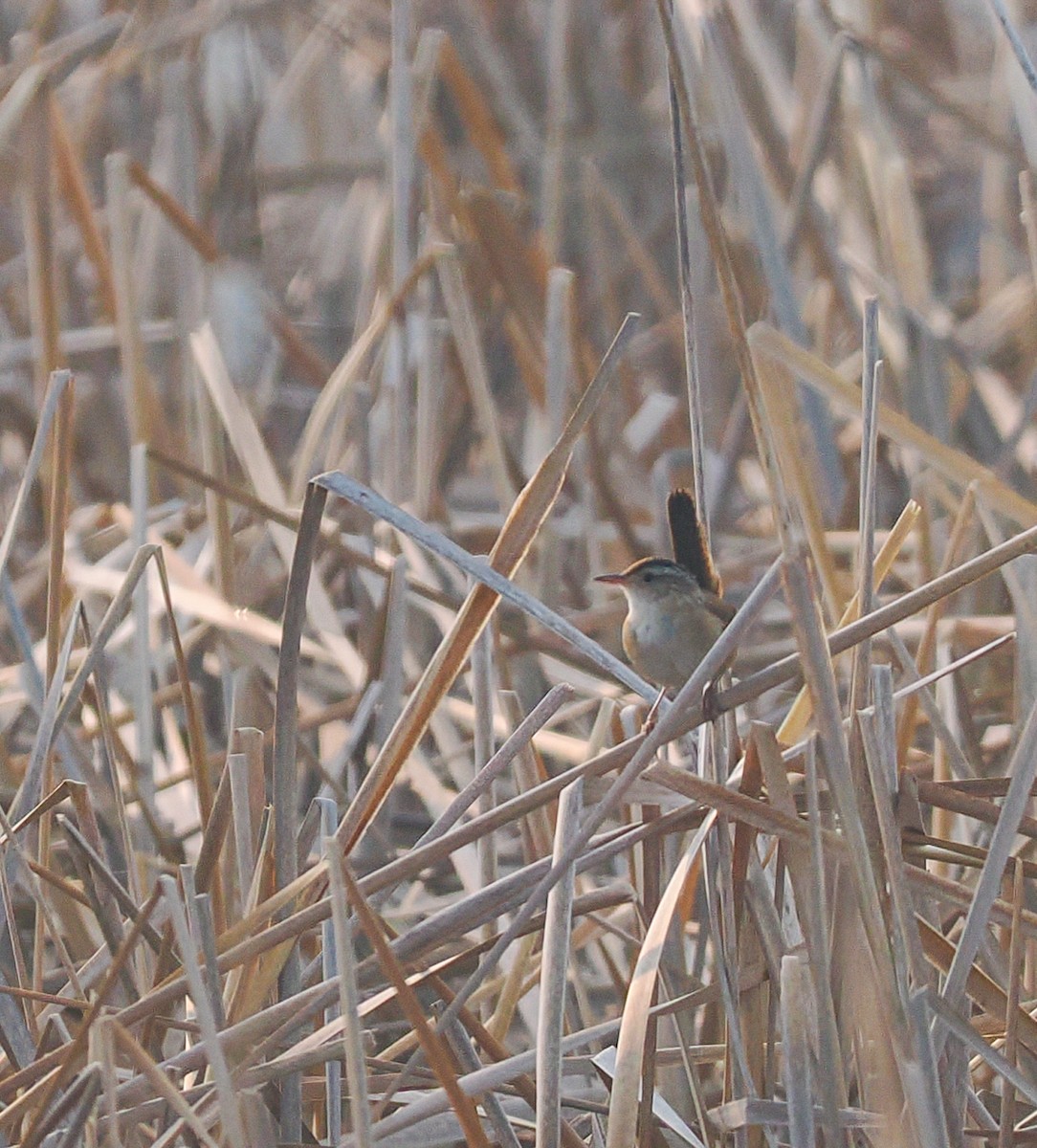 Marsh Wren - ML636920519