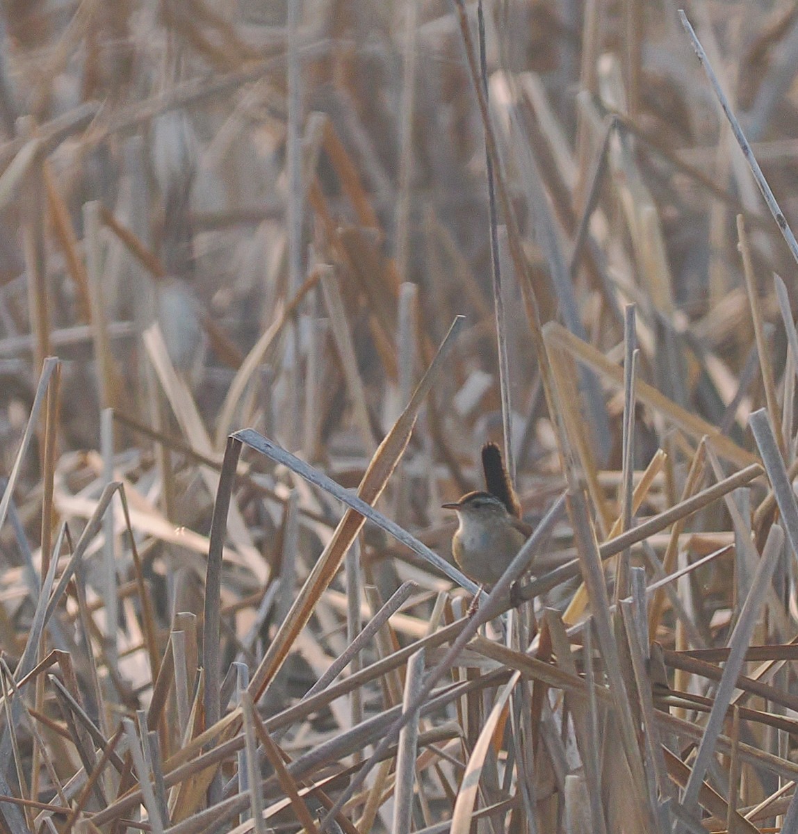 Marsh Wren - ML636920520