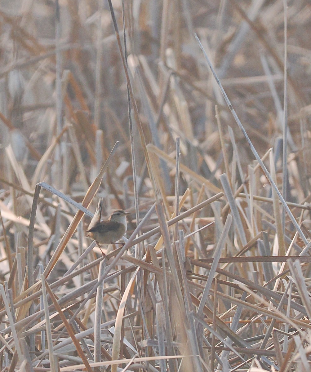 Marsh Wren - ML636920521