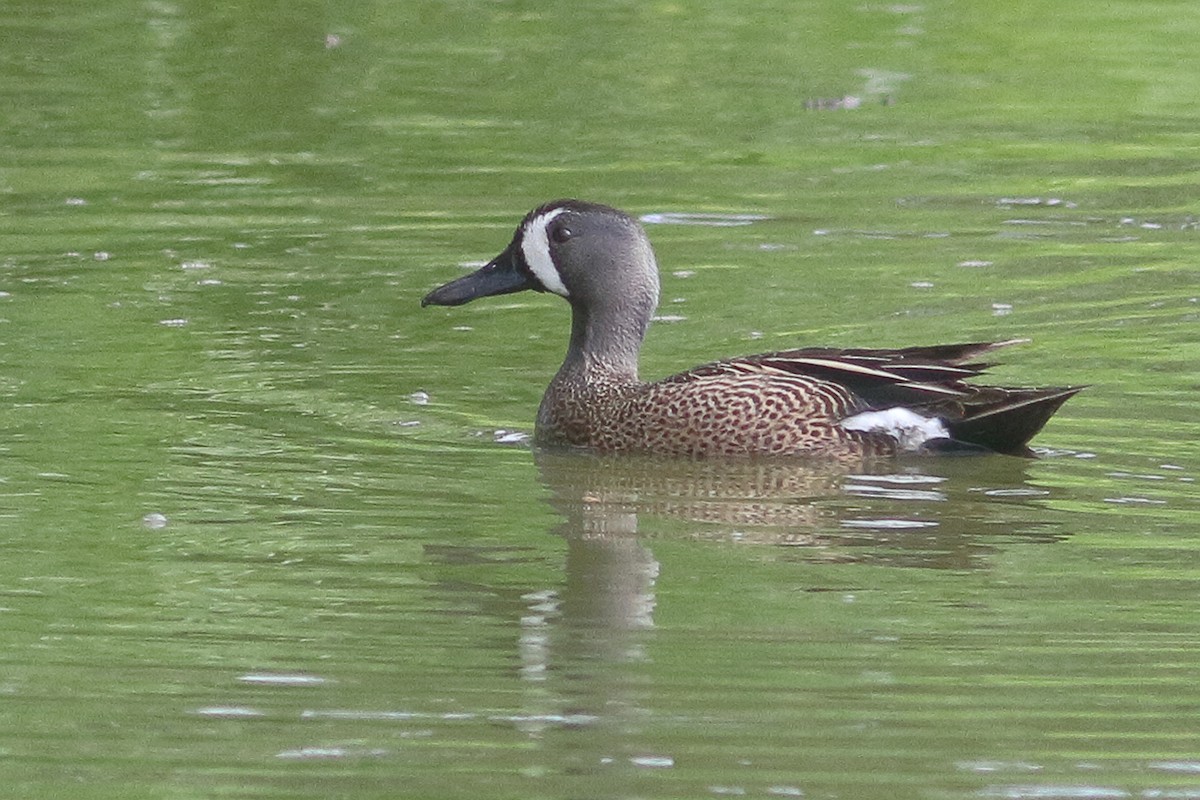 Blue-winged Teal - ML636920531