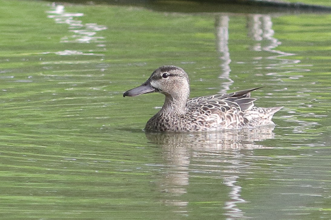 Blue-winged Teal - ML636920532