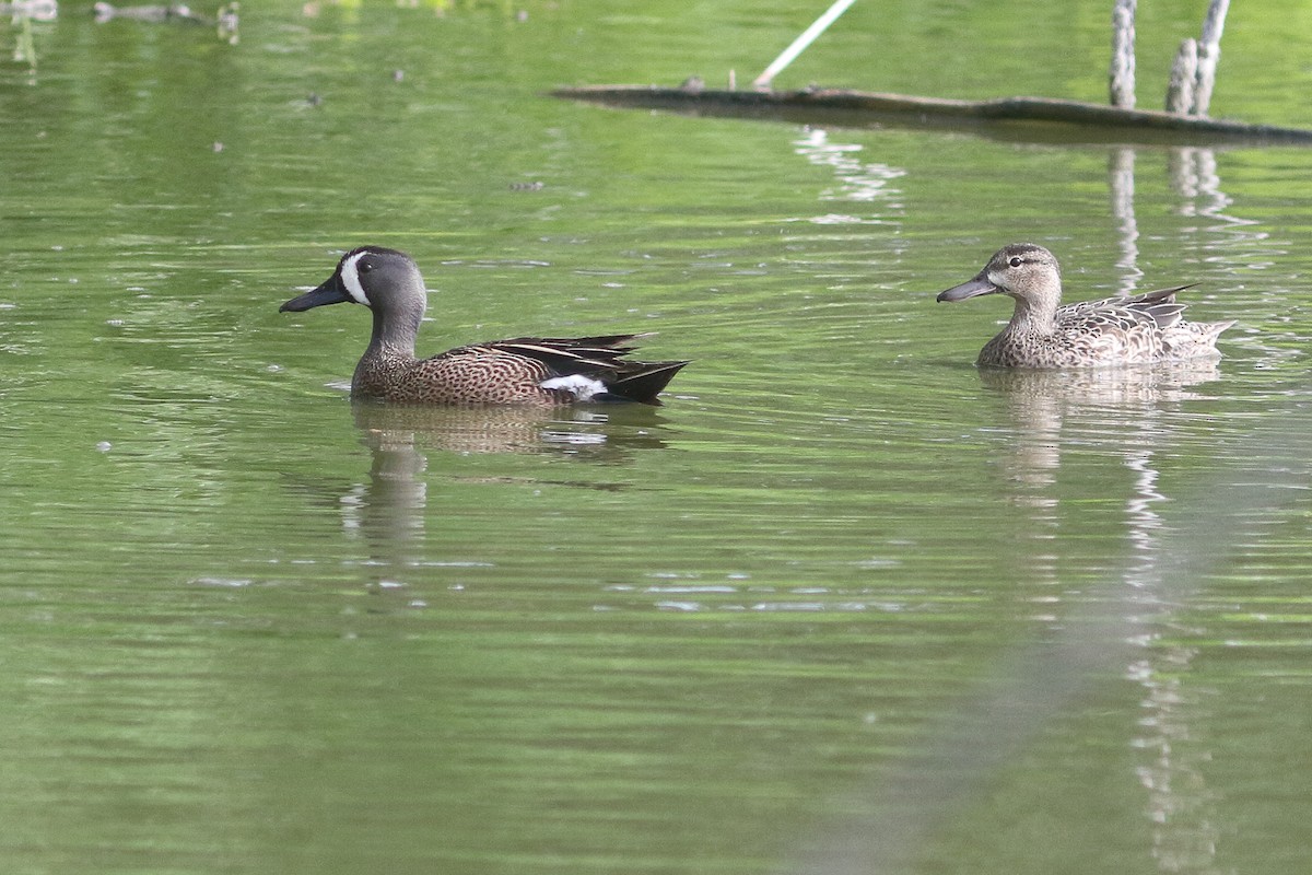 Blue-winged Teal - ML636920533