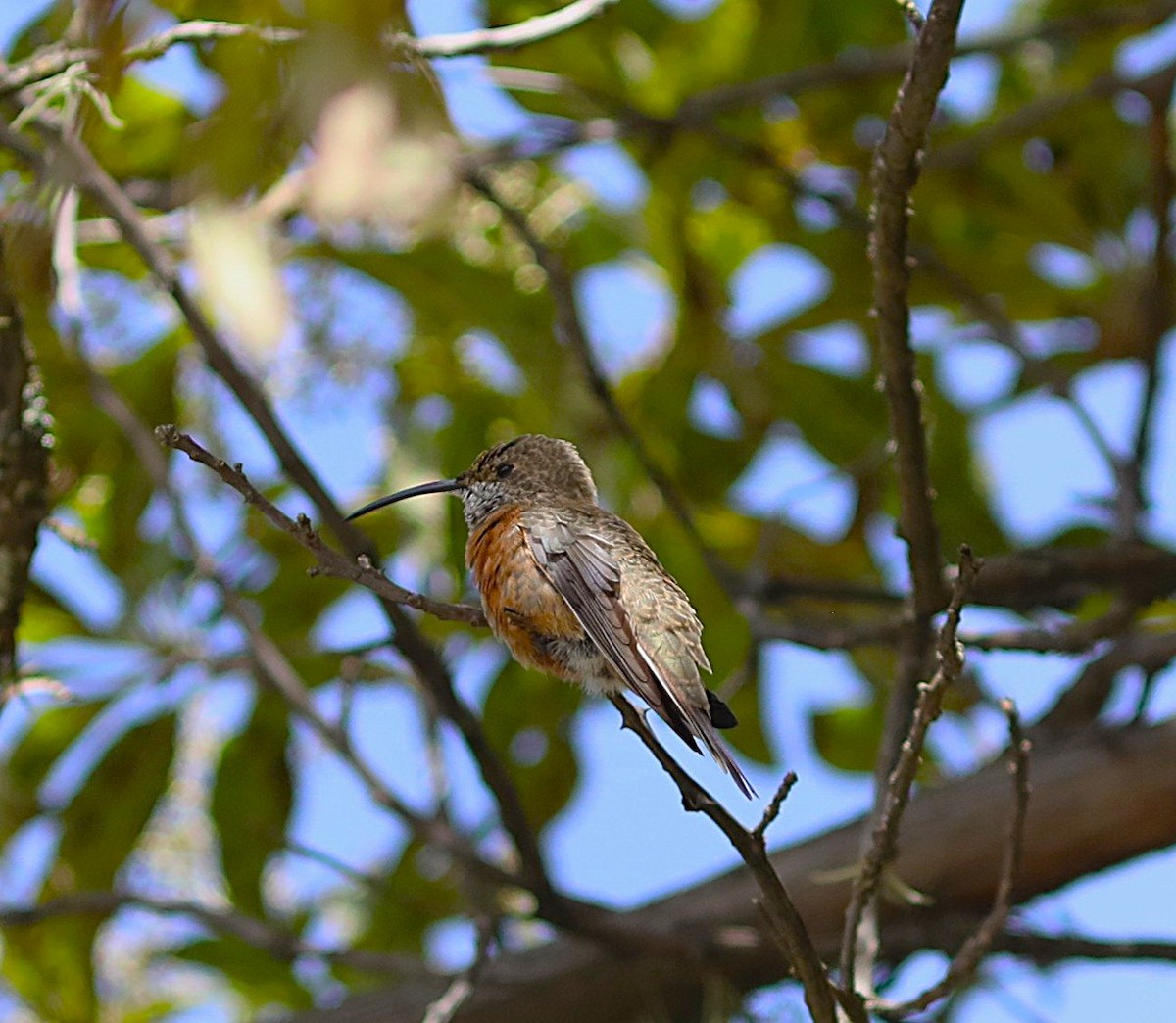 Wedge-tailed Hillstar - ML636920629