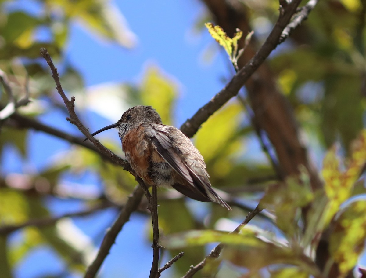 Wedge-tailed Hillstar - ML636920630