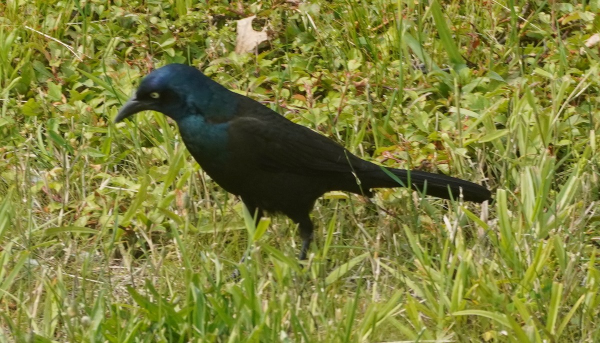 Common Grackle - ML636920668