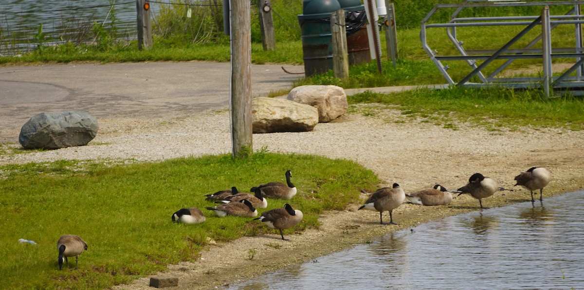 Canada Goose - ML636920759