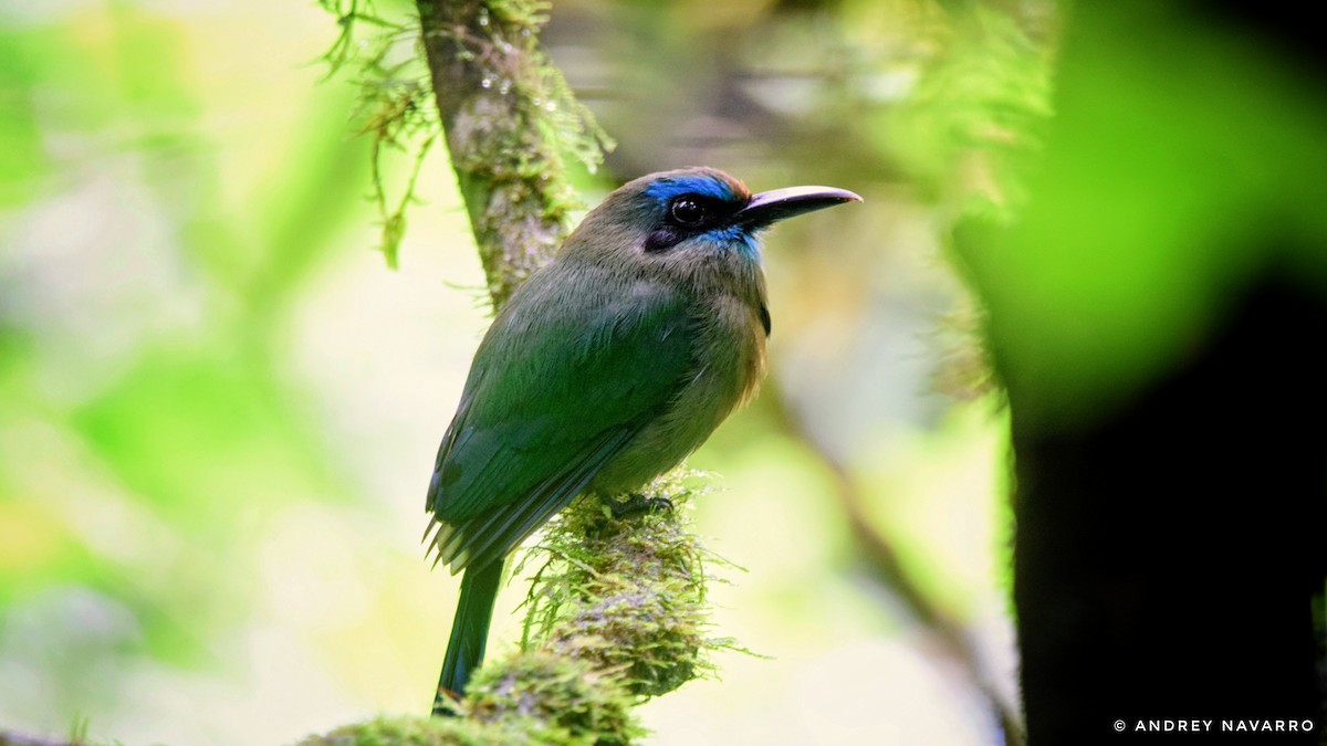 brunpannemotmot - ML636920769