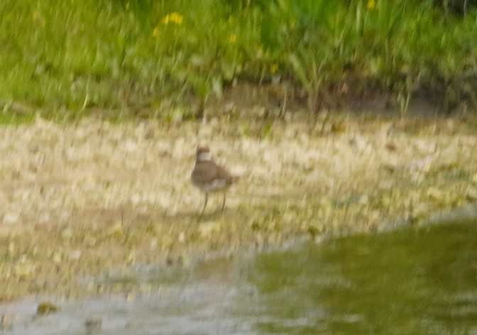 Killdeer - ML636920836