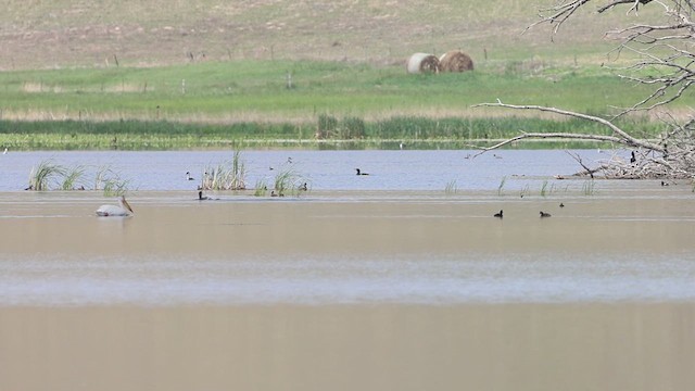 Western Grebe - ML636920988