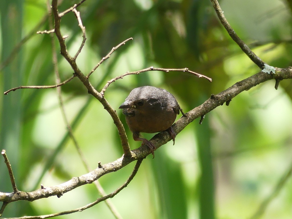 Chestnut-breasted Nigrita - ML636921027