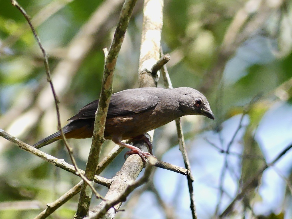 Chestnut-breasted Nigrita - ML636921029