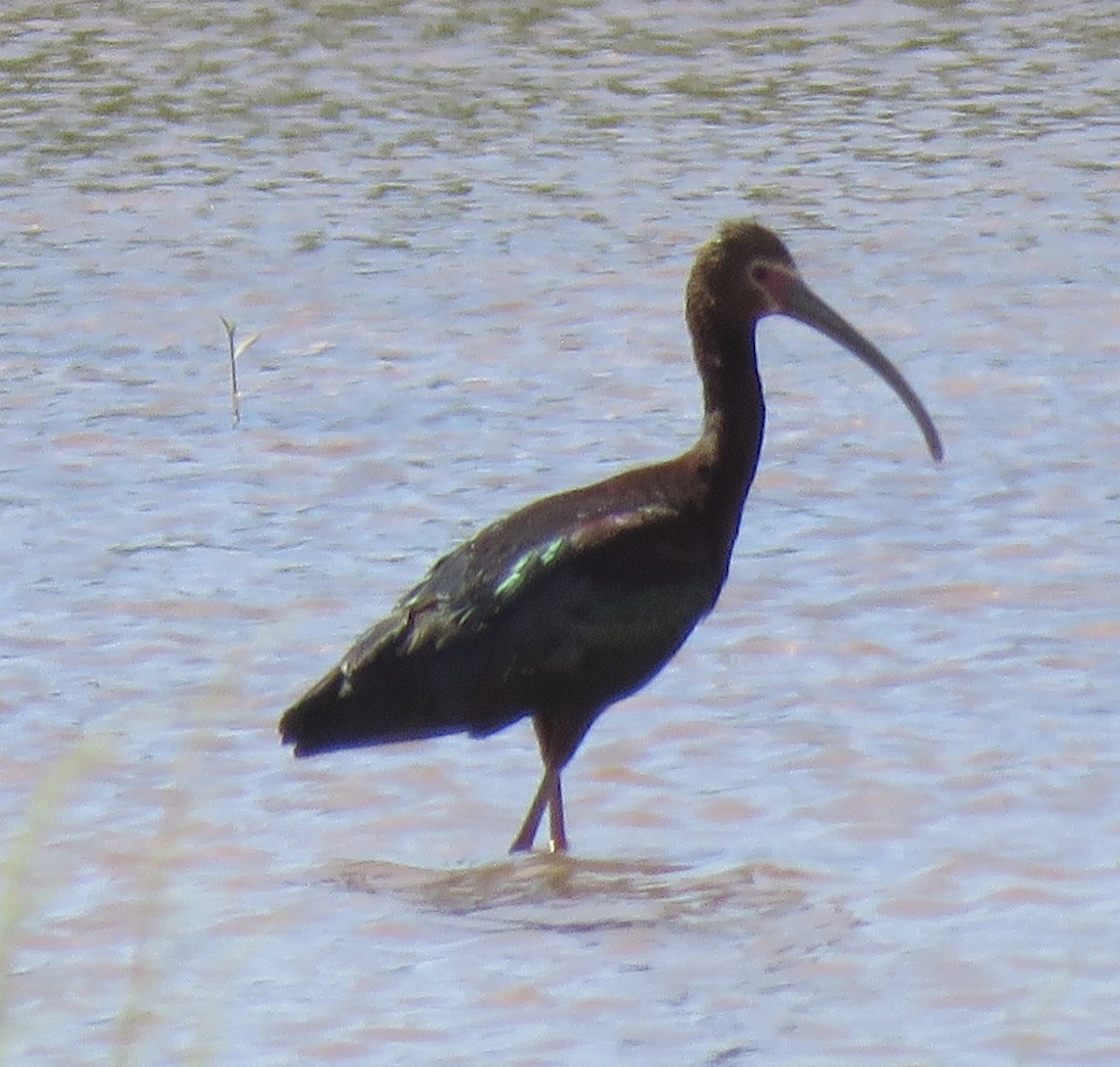 White-faced Ibis - ML636921032