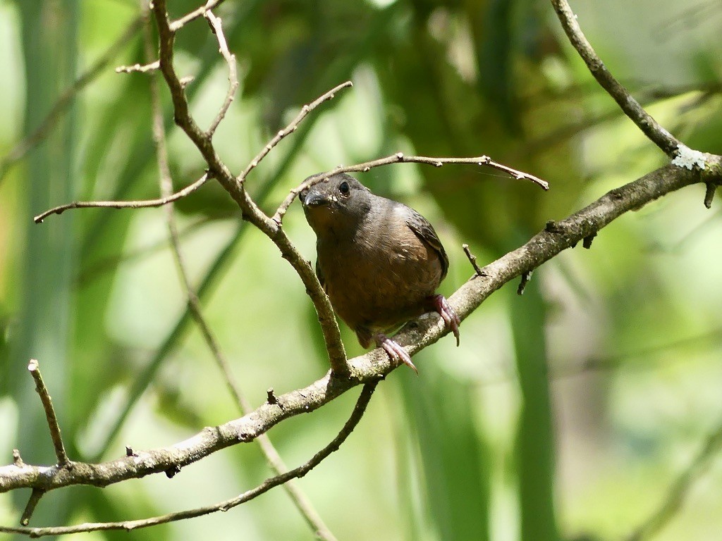 Chestnut-breasted Nigrita - ML636921043