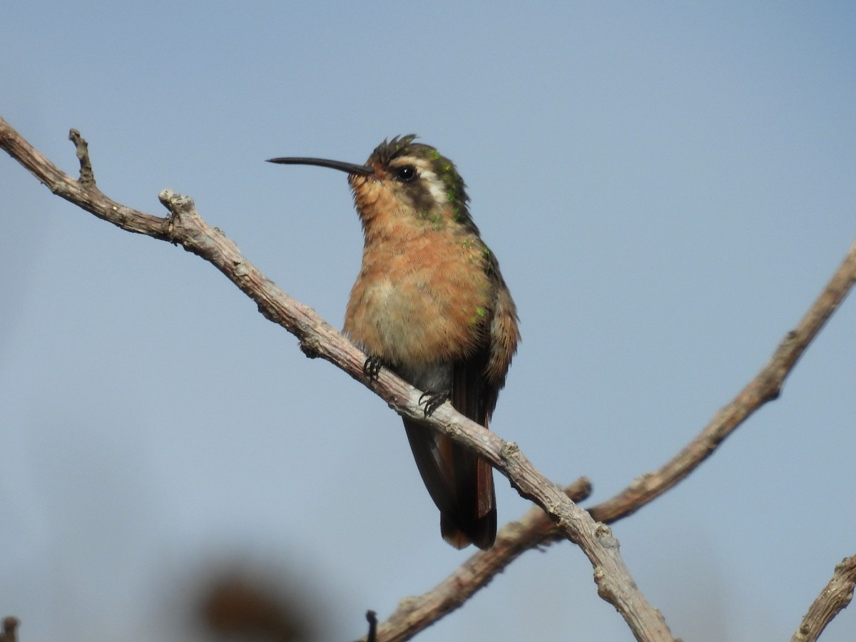 Xantus's Hummingbird - ML636921055