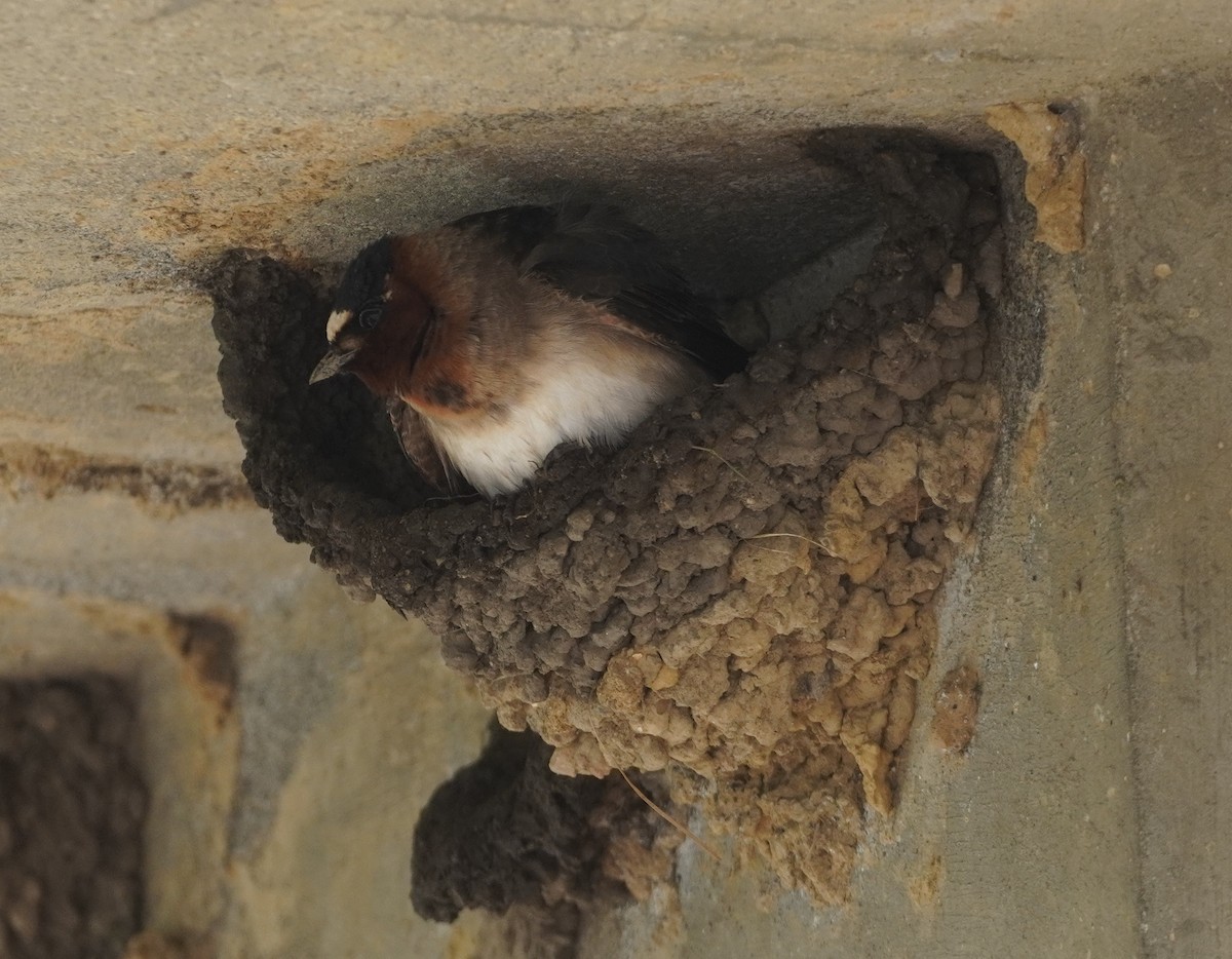 Cliff Swallow - ML636921057