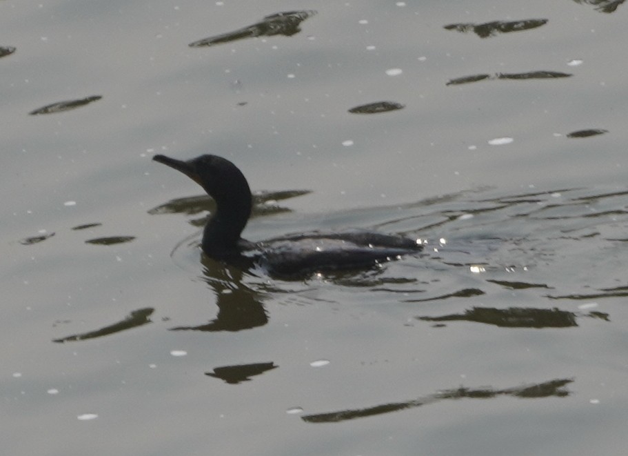 Double-crested Cormorant - ML636921089
