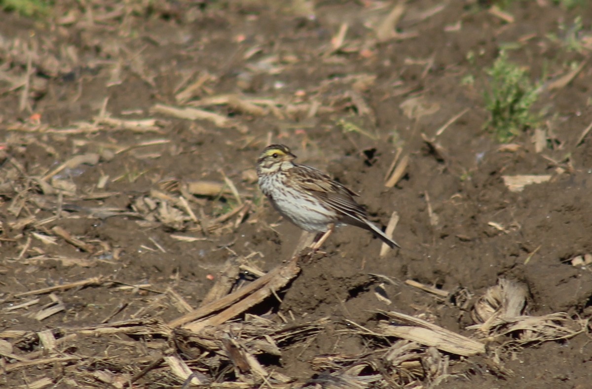 Savannah Sparrow - ML636921093