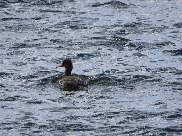 Red-breasted Merganser - ML636921113