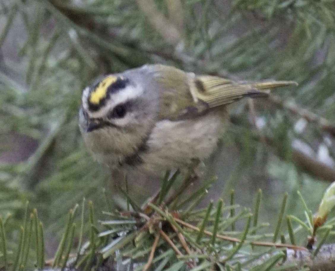 Golden-crowned Kinglet - ML636921134