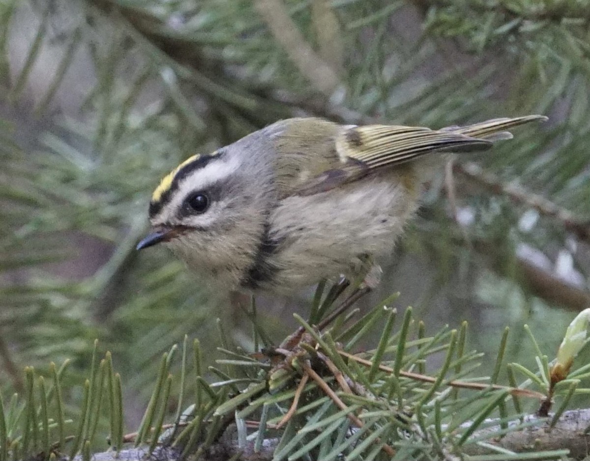 Golden-crowned Kinglet - ML636921135