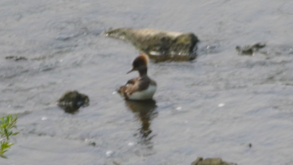 Hooded Merganser - ML636921137