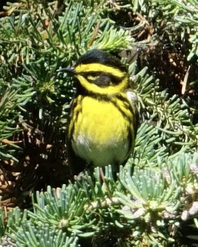 Townsend's Warbler - ML636921155