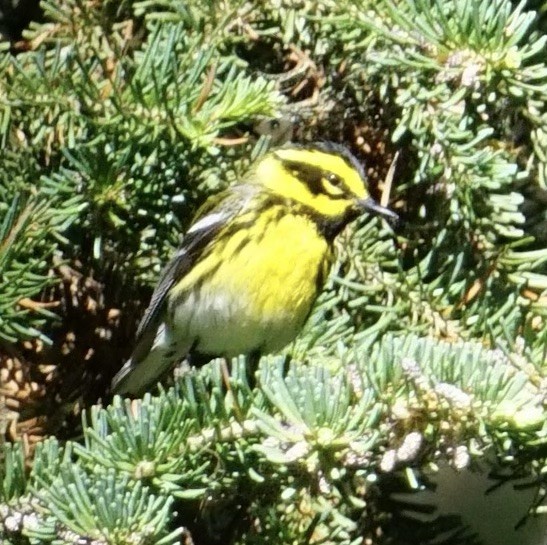 Townsend's Warbler - ML636921156