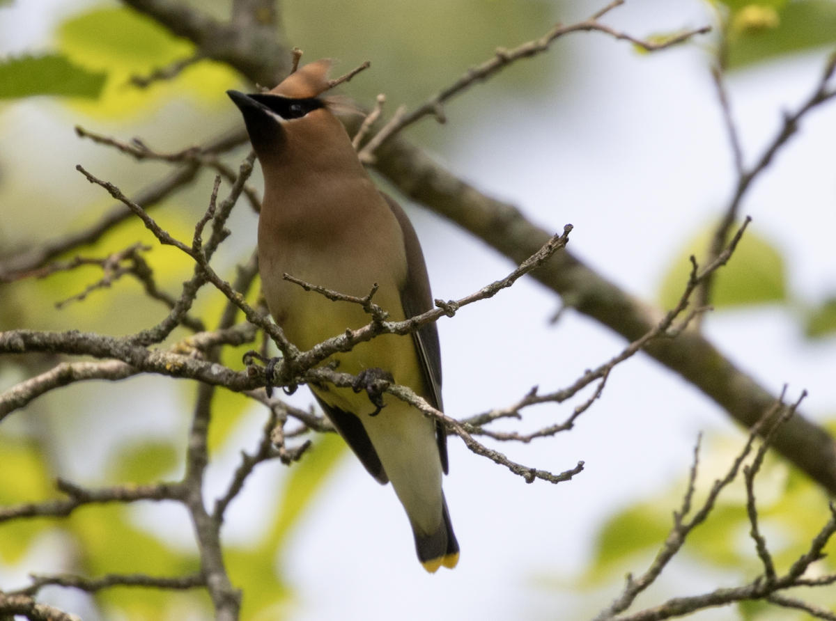 Cedar Waxwing - ML636921177