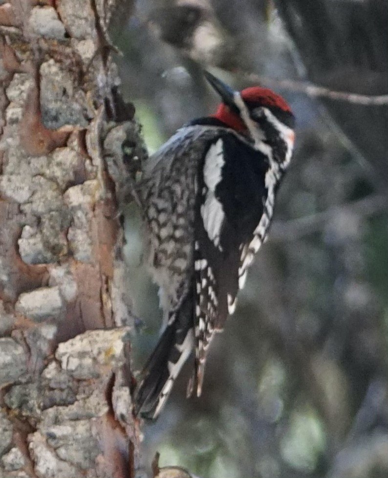 Red-naped Sapsucker - ML636921207