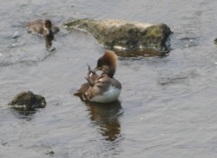 Hooded Merganser - ML636921212