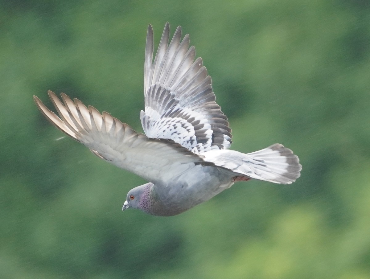 Rock Pigeon (Feral Pigeon) - ML636921254