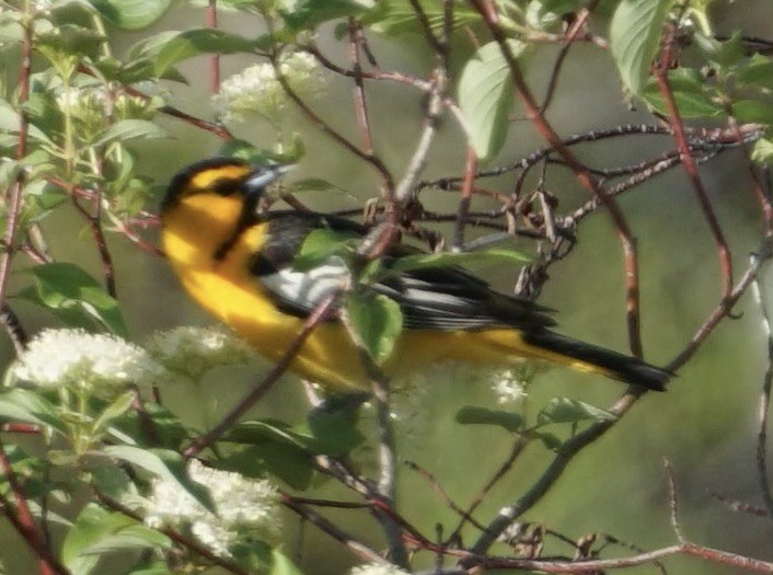 Bullock's Oriole - ML636921275