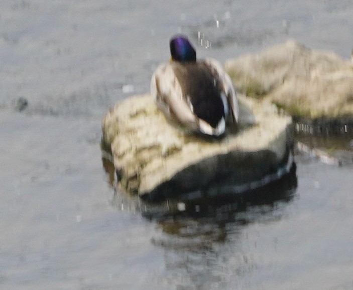 Mallard - ML636921316