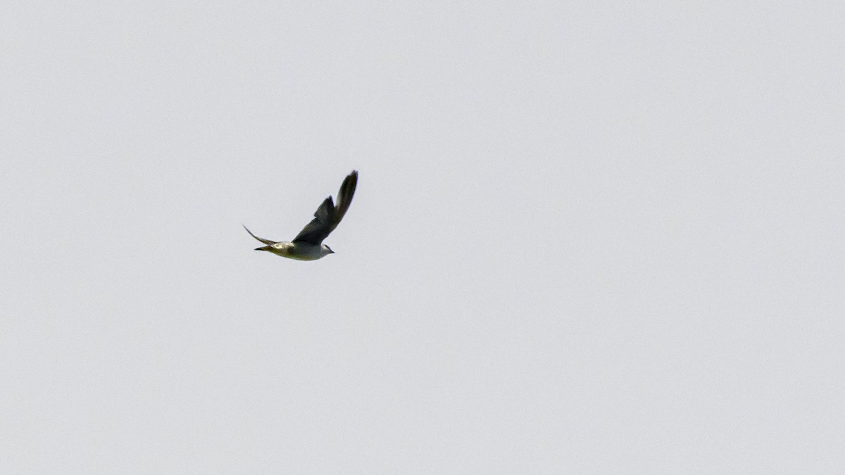 Peruvian Martin - ML636921351