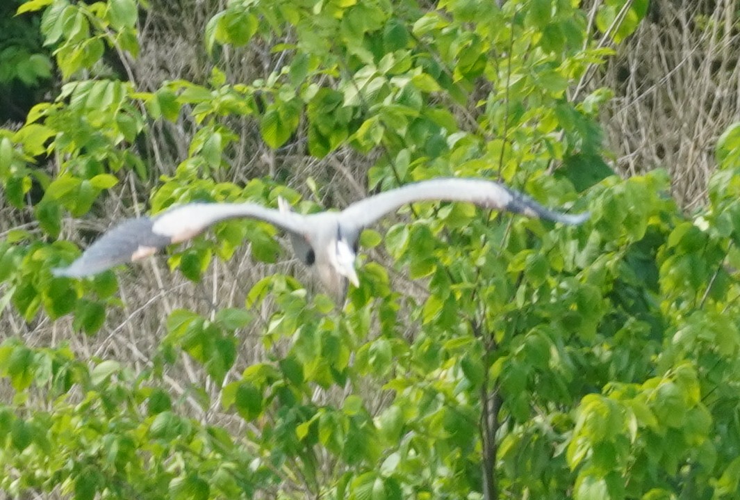 Great Blue Heron - ML636921402