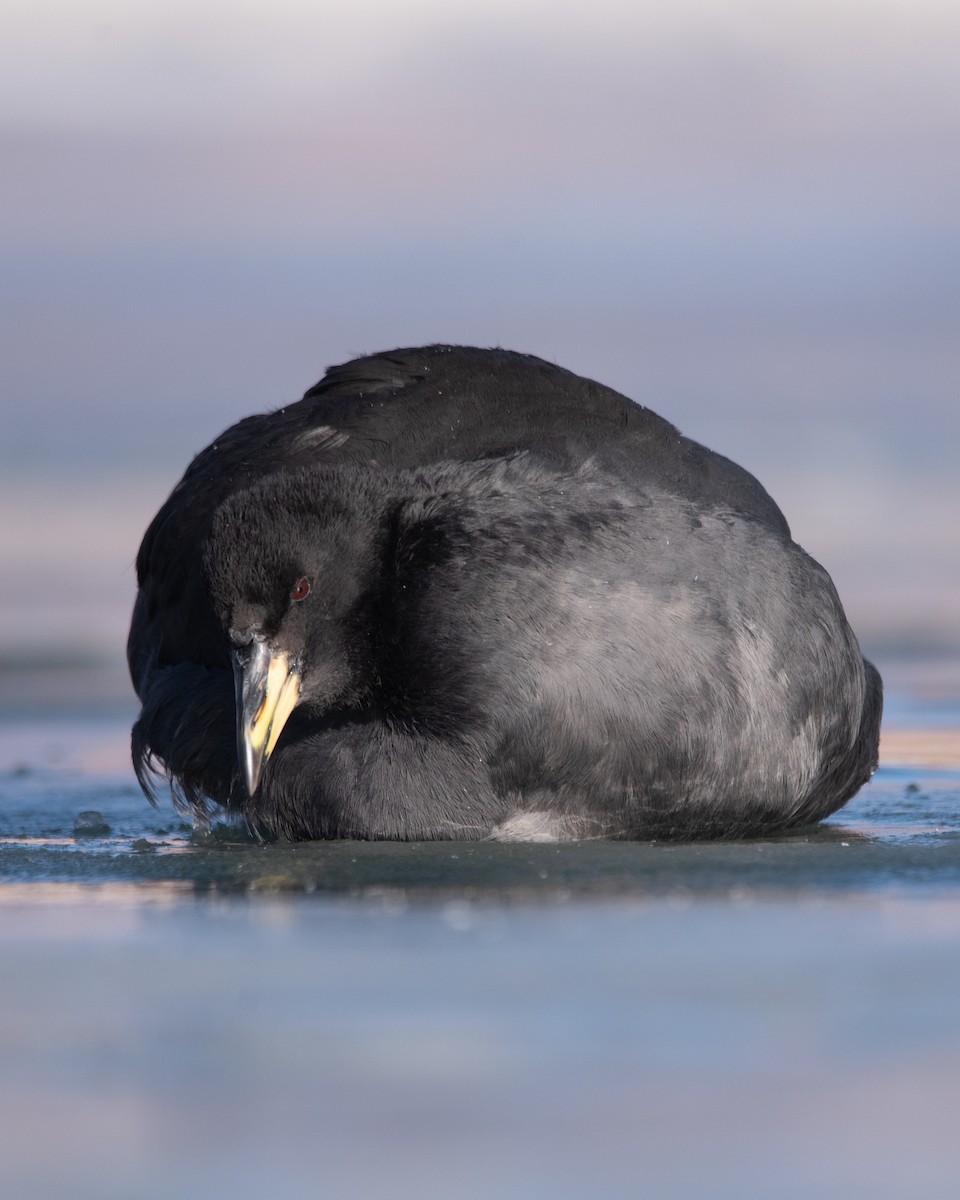 Horned Coot - ML636921409