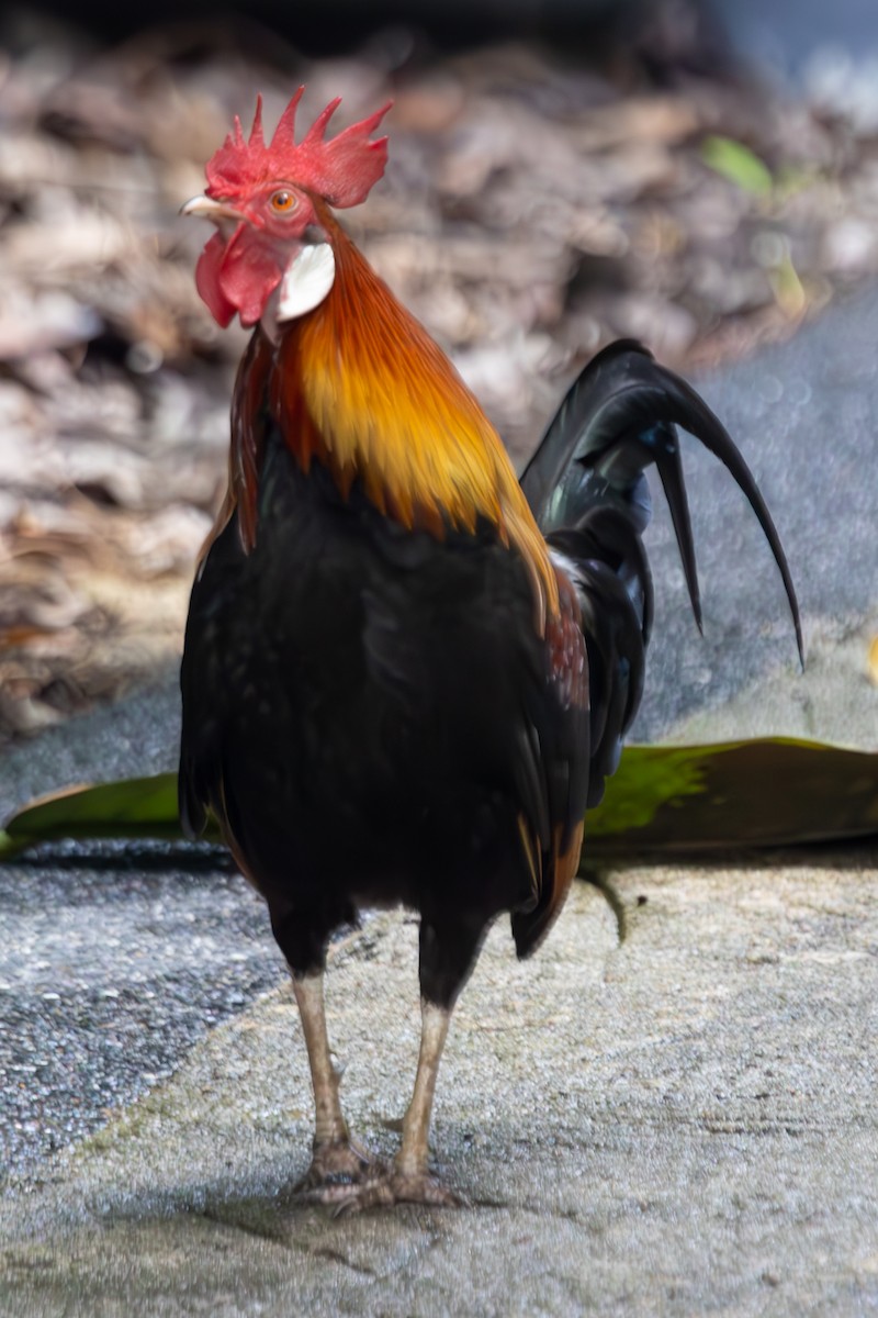 Red Junglefowl - ML636921430