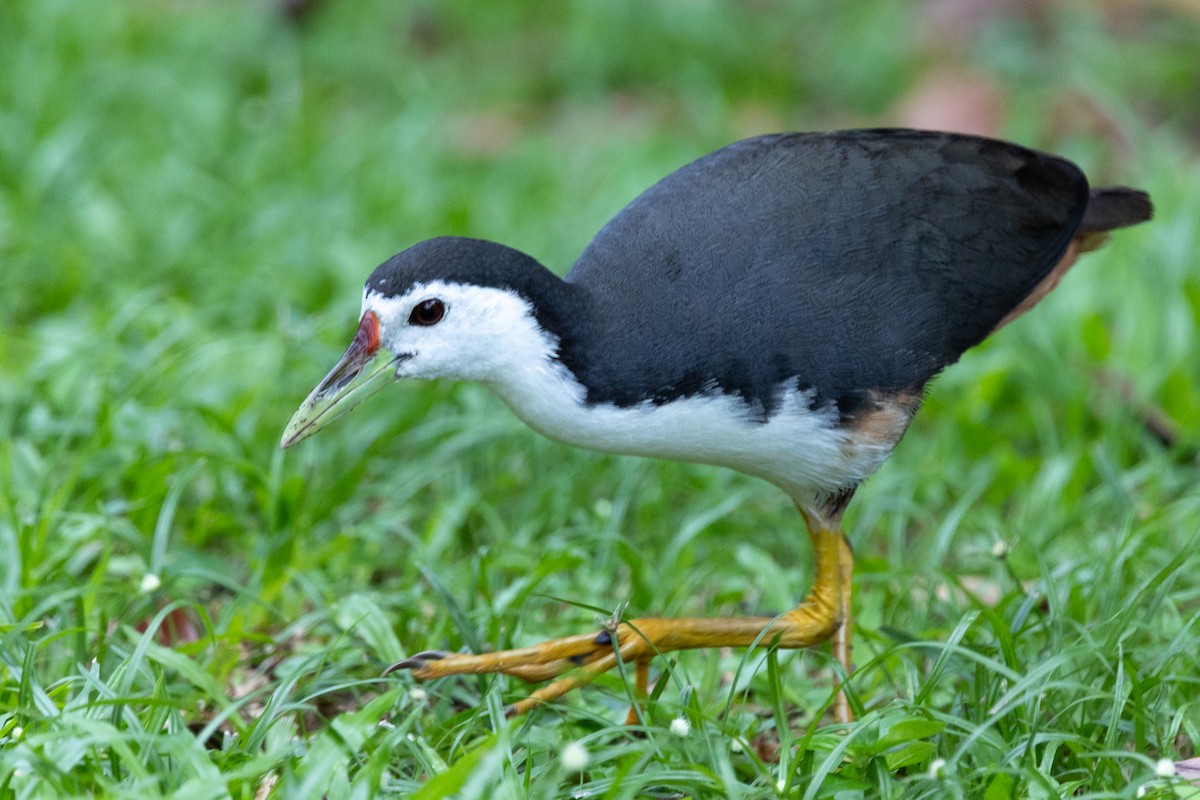 White-breasted Waterhen - ML636921438