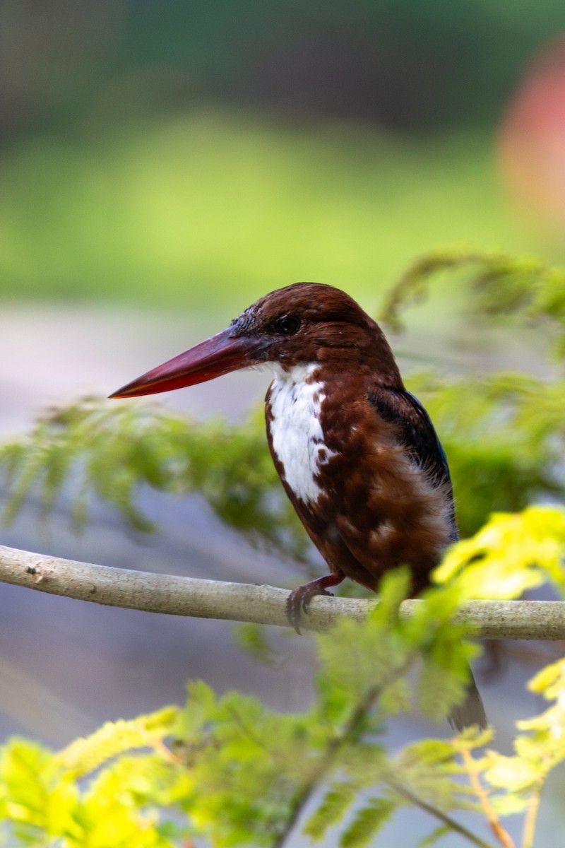 White-throated Kingfisher - ML636921444