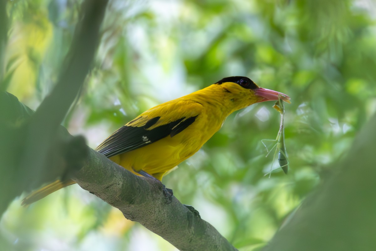 Black-naped Oriole - ML636921455