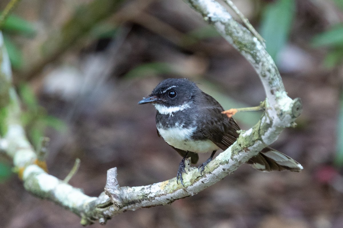 Malaysian Pied-Fantail - ML636921470