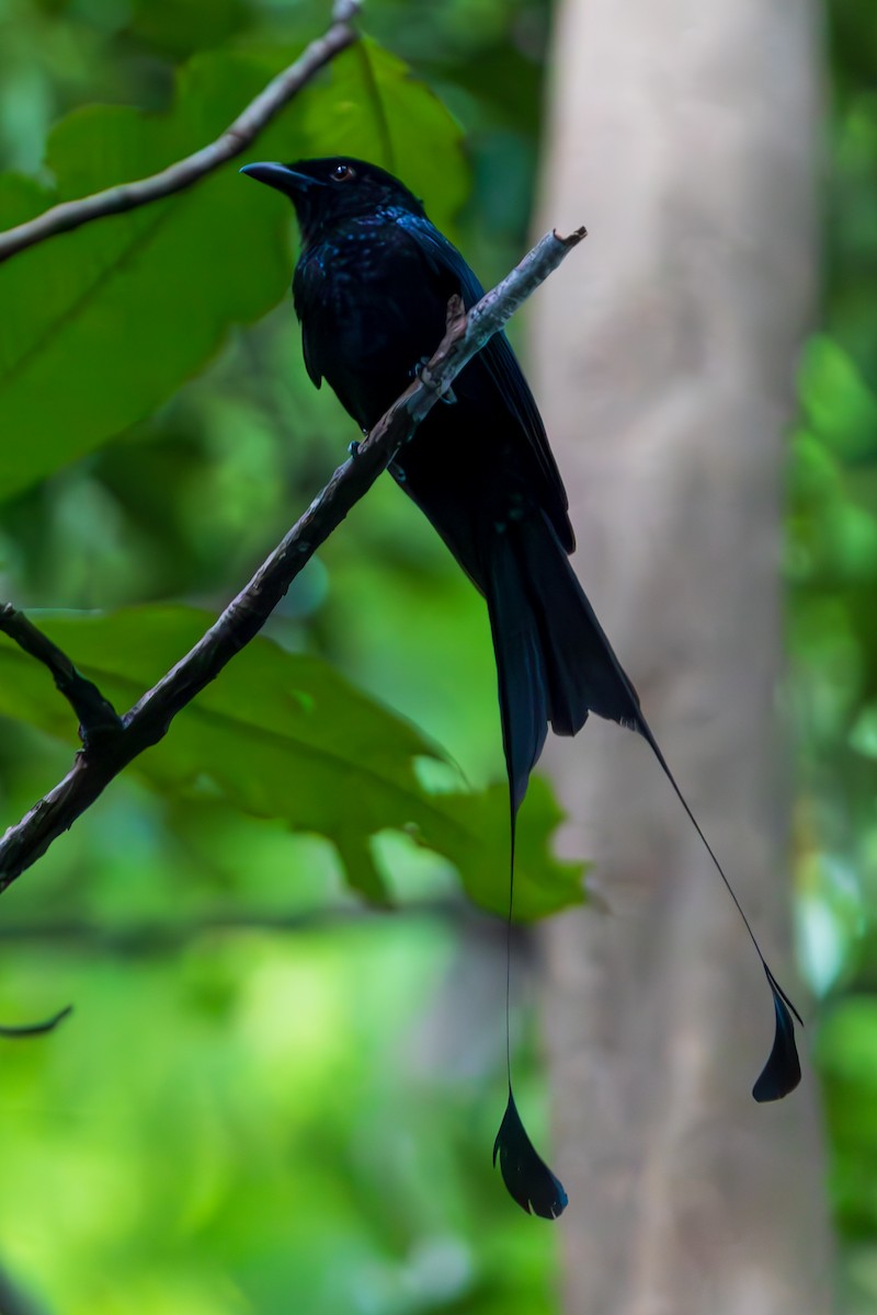 Greater Racket-tailed Drongo - ML636921485