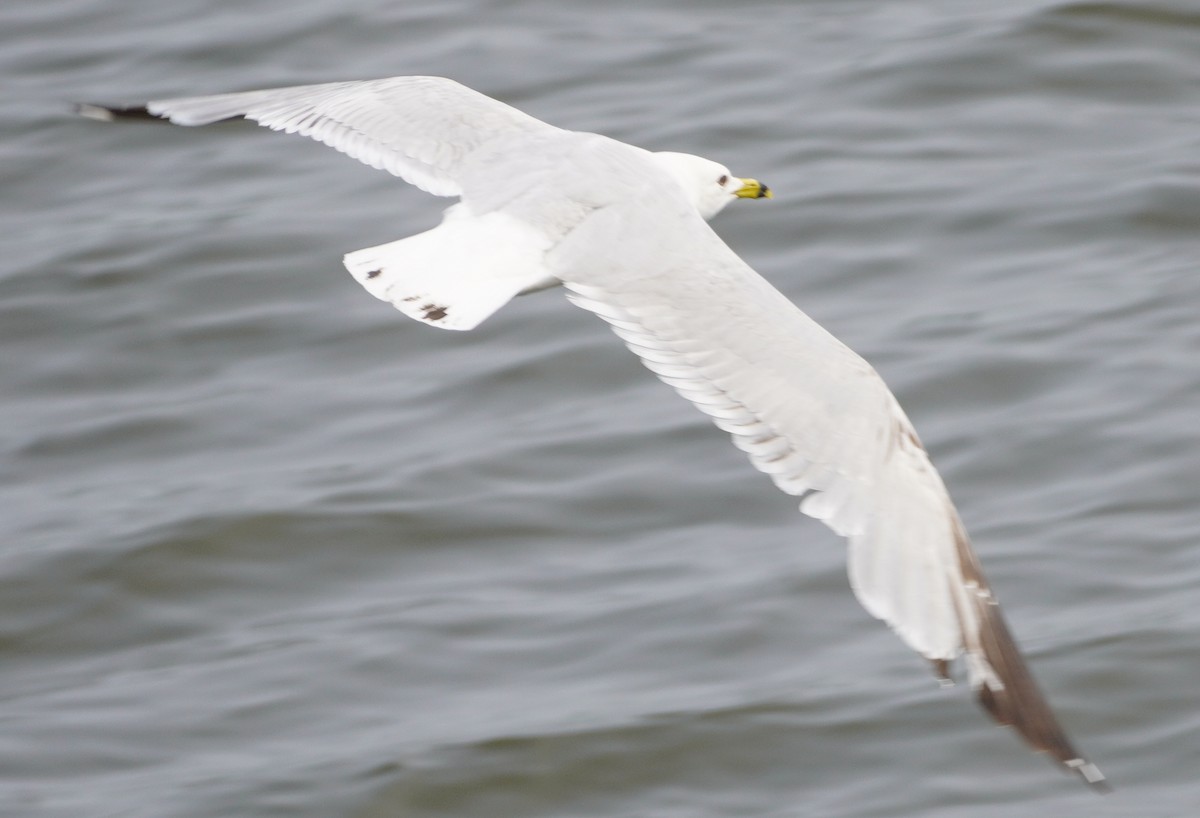 Ring-billed Gull - ML636921489