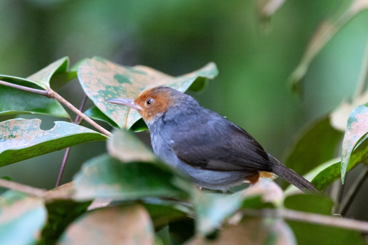 Ashy Tailorbird - ML636921491