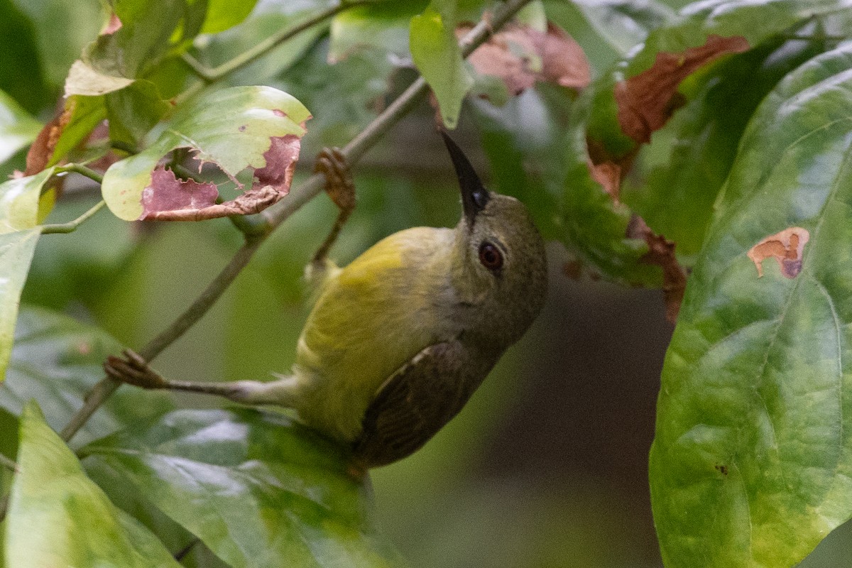 Brown-throated Sunbird - ML636921504