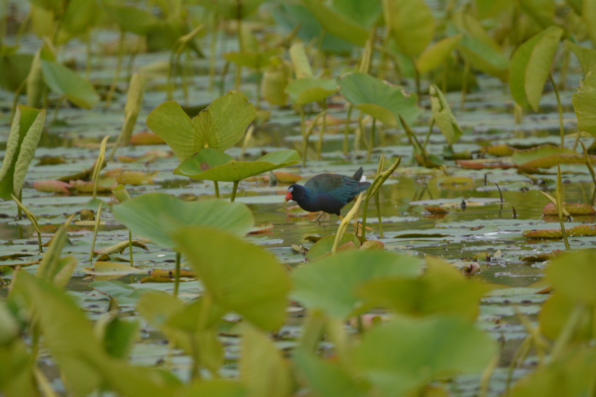 Purple Gallinule - ML636921521