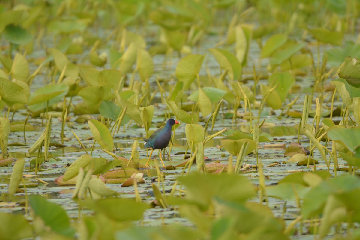 Purple Gallinule - ML636921527