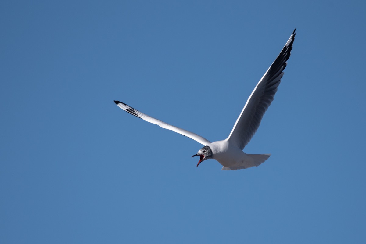 Andean Gull - ML636921555