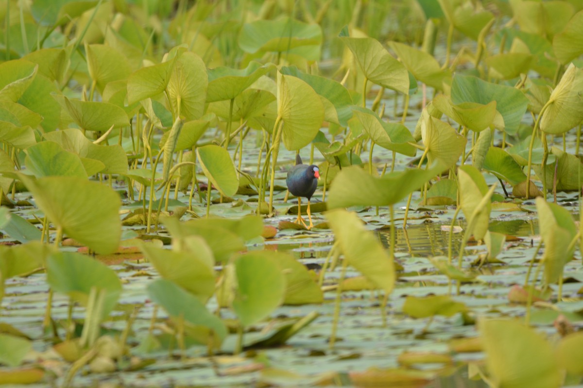 Purple Gallinule - ML636921574