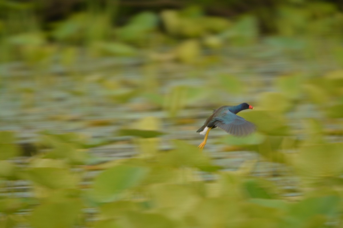 Purple Gallinule - ML636921581
